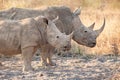 Two White rhinoceros Ceratotherium simum Royalty Free Stock Photo