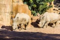 Two white rhinoceros, Ceratotherium simum, walking on a natural environment Royalty Free Stock Photo