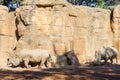 Two white rhinoceros, Ceratotherium simum, walking on a natural environment Royalty Free Stock Photo