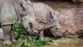 White rhinoceros grazing. Square-lipped rhinoceros. Ceratotherium simum. Portrait of mother and baby rhinos Royalty Free Stock Photo