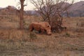 Two white rhinoceros or square-lipped rhinoceros Ceratotherium simum are eating in the savanna with small hills in background in Royalty Free Stock Photo