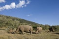 White Rhinoceros in the Maasai Mara National Park, Kenya Royalty Free Stock Photo