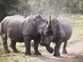 Two white rhinoceroses facing the camera