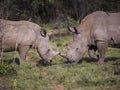 Two white rhinoceroses facing each other