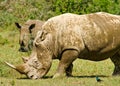 Two white rhinos Royalty Free Stock Photo