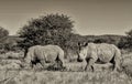 Two White Rhinos Royalty Free Stock Photo