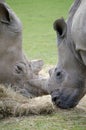Two white Rhinos face to face Royalty Free Stock Photo