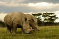 Two White Rhinos Grazing