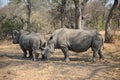Two white rhinos in Kruger National Park Royalty Free Stock Photo