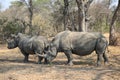 Two white rhinos in Kruger National Park Royalty Free Stock Photo