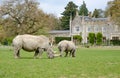 Two white Rhinos with a staely home in the background Royalty Free Stock Photo
