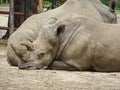 Two white rhinos are resting on the ground at zoo Royalty Free Stock Photo