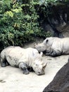 Two white rhinos are resting in sunny day Royalty Free Stock Photo