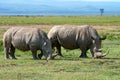 Two white rhinos Royalty Free Stock Photo
