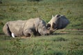 White Rhinos Resting on the African Savanna Royalty Free Stock Photo