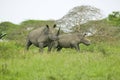 Two White Rhinos walking through brush in Umfolozi Game Reserve, South Africa, established in 1897