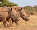 Two White Rhinos walking Royalty Free Stock Photo