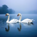 Two white Romantic The romance of a white swan with a clear beautiful Royalty Free Stock Photo
