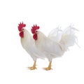 two white rooster isolated on white background Royalty Free Stock Photo