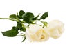 Two white Rose isolated on white background Royalty Free Stock Photo