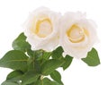 Two white roses. Royalty Free Stock Photo