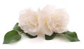 Two white roses. Royalty Free Stock Photo