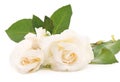 Two white roses. Royalty Free Stock Photo
