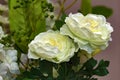 Two white roses in bouquet. Front view from above. Close up.