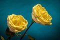 Two white roses in colorful lighting Royalty Free Stock Photo