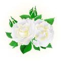 Two white roses festive background vintage vector