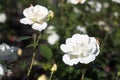 Two white roses in foreground Royalty Free Stock Photo