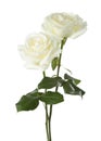 Two white roses . Royalty Free Stock Photo
