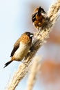 Two White rumped munia Royalty Free Stock Photo