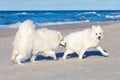 Two white Samoyed dog playing on the beach by the sea Royalty Free Stock Photo