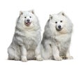 Two White samoyed dogs side by side, isolated on white Royalty Free Stock Photo