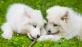 Two white Samoyed puppies are playing with stick Royalty Free Stock Photo