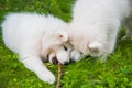 Two white Samoyed puppies are playing with stick Royalty Free Stock Photo