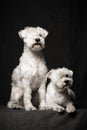 Two white schnauzer dogs