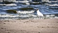 Two white sea gulls flying in the blue sunny sky over the coast of Baltic Sea Royalty Free Stock Photo