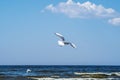 Two white sea gulls flying in the blue sunny sky over the coast of Baltic Sea Royalty Free Stock Photo