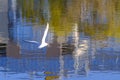 Two white sea gulls flying in the blue sunny sky over the coast of Baltic Sea Royalty Free Stock Photo