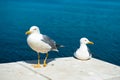 Two white seagulls