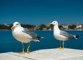 Two white seagulls