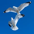 Two white seagulls in blue sky