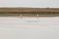 Two white seagulls on the lake, reed grows on the shore