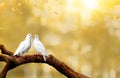 Two white seagulls with love. Valentine and Sweetest day concept. Freedom of couples doves bird