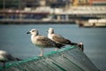 Two white seagulls perched atop a wooden dock