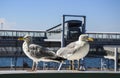 Two white seagulls standing in front of the sea port terminal of Tallinn