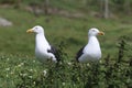 Seagulls on Land after falling out Royalty Free Stock Photo