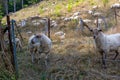 Two white sheep behind a metal fence with flock grazing calmly on wild dry grass Royalty Free Stock Photo